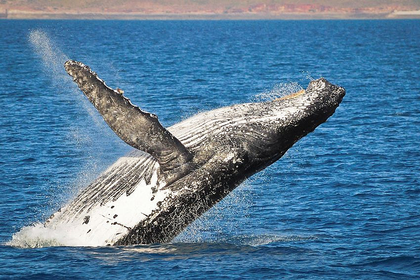 Whale Shark Jack - Humpback whale breaching