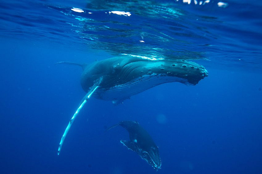 Whale Shark Jack - Humpback whale mother and calf