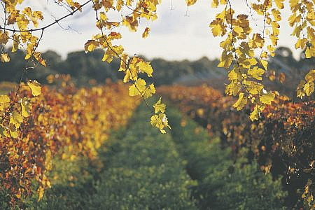 Vineyard with sunlight filtering through the autumn leaves