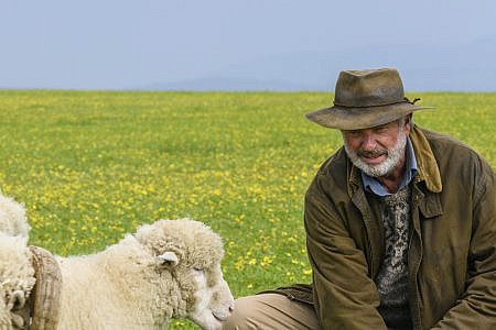 Col (Sam Neill) feeding his sheep in Rams